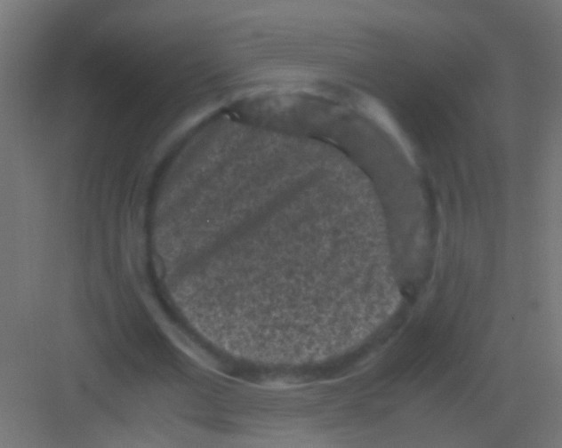 X0000081390677200702090038