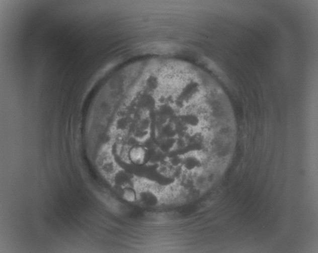 X0000081390679200702090038