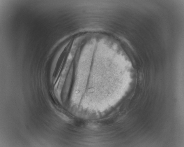 X0000081390684200702090038