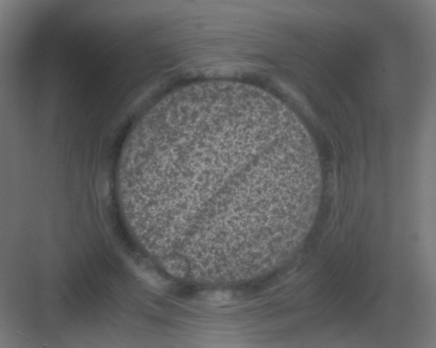 X0000081390687200702090038