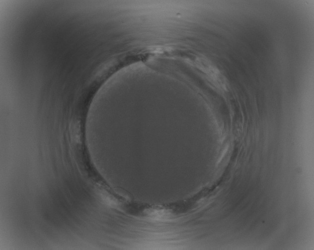 X0000081390689200702090038