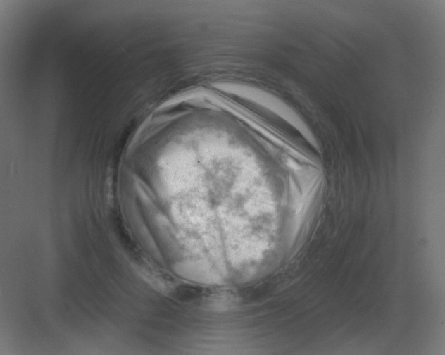 X0000081390696200702090038