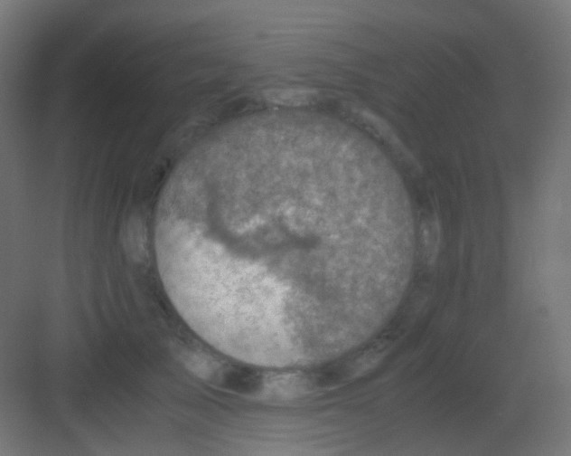 X0000081390705200702090038