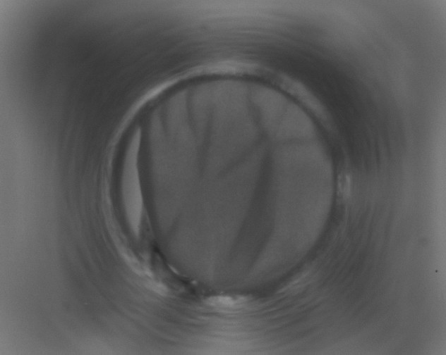 X0000081390724200702090037