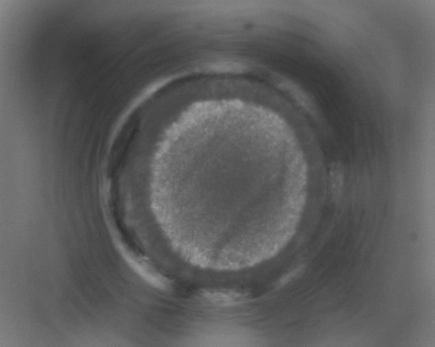 X0000081390726200702090037