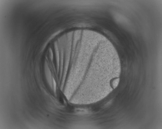 X0000081390727200702090037