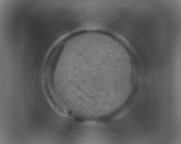 X0000081390728200702090037