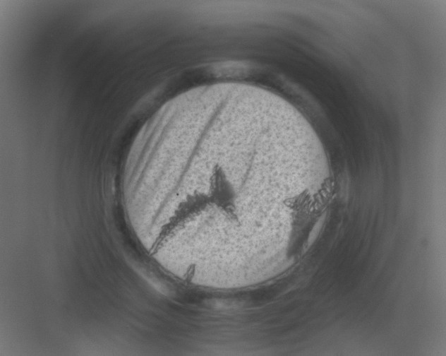 X0000081390733200702090037