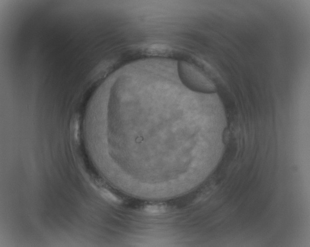 X0000081390744200702090037