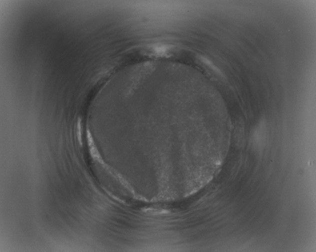 X0000081390747200702090037