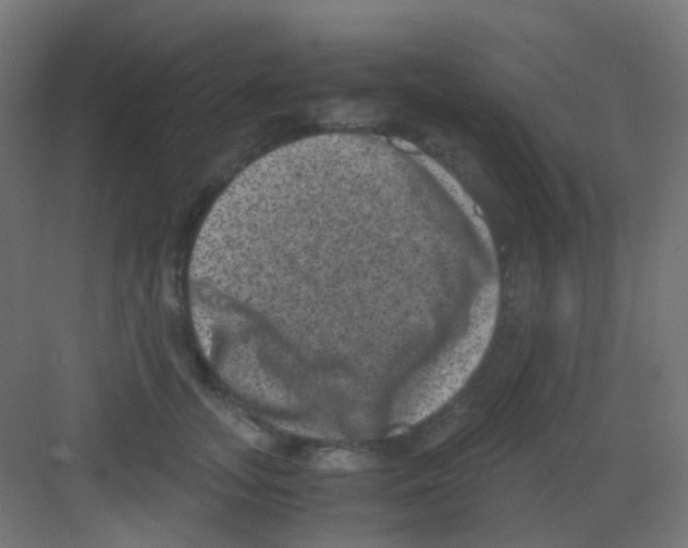 X0000081390755200702090037