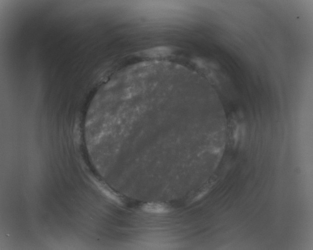 X0000081390762200702090038