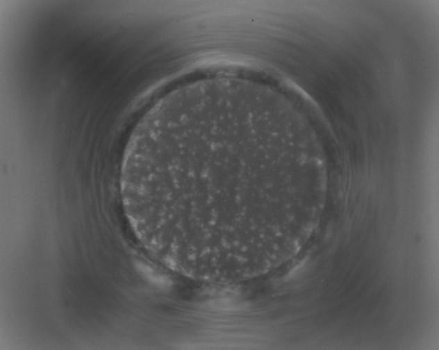 X0000081390775200702090037