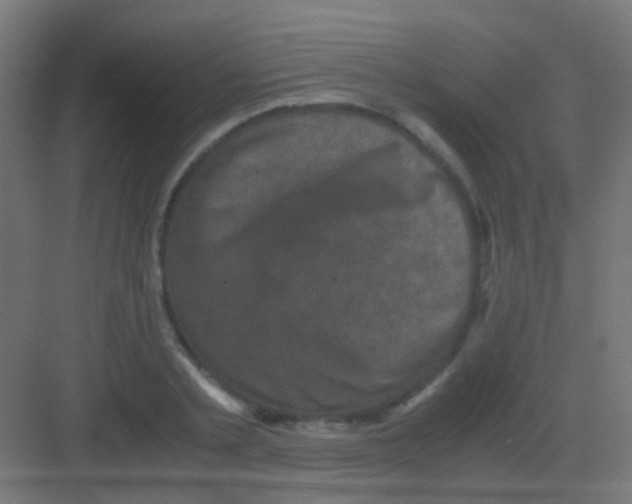 X0000081390789200702090036