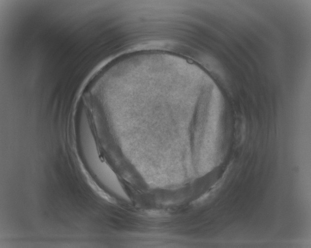 X0000081390792200702090036