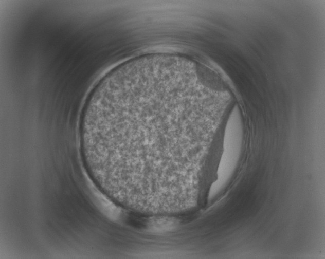 X0000081390795200702090036