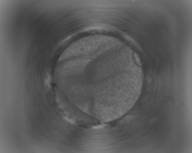 X0000081390822200702090035