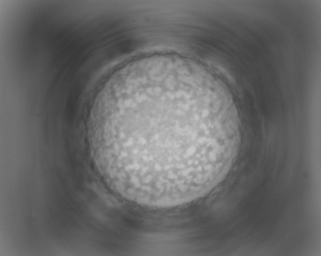 X0000081390824200702090035