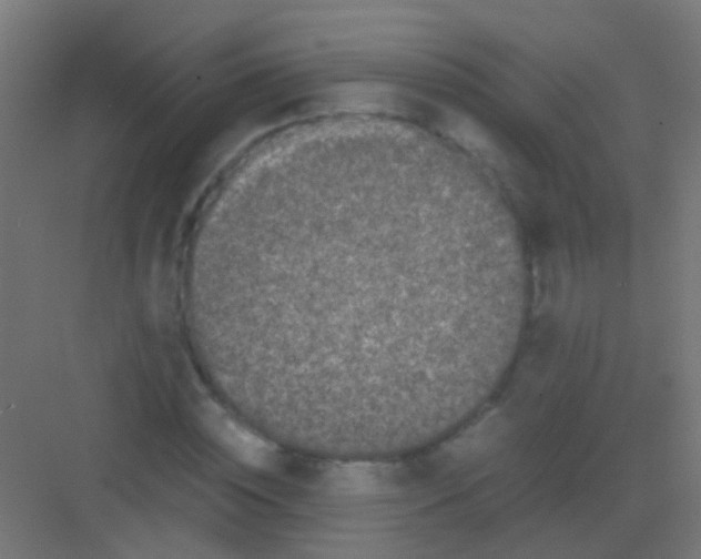 X0000081390828200702090035