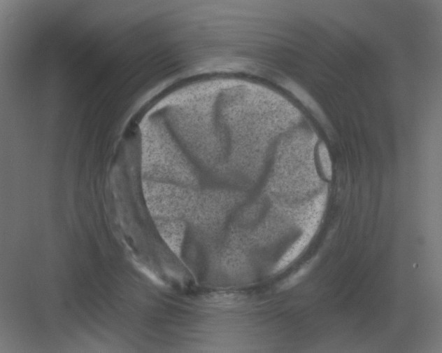 X0000081390834200702090036