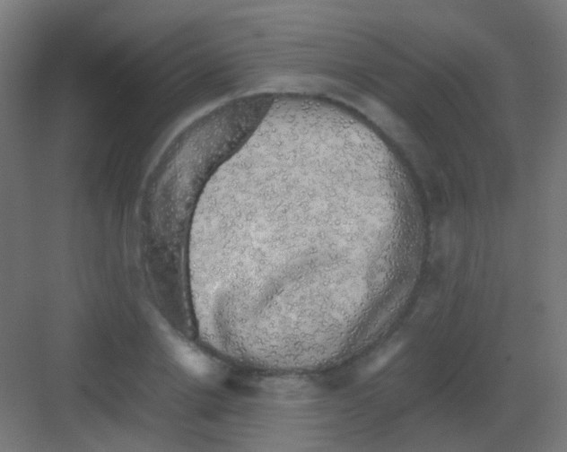 X0000081390838200702090036