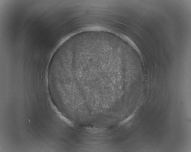 X0000081390839200702090036