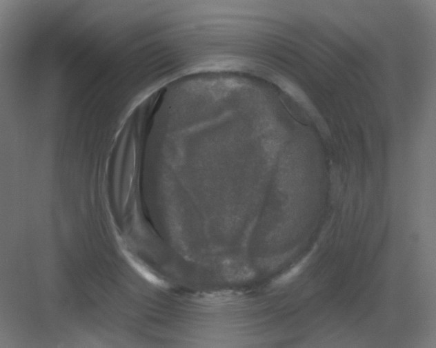 X0000081390842200702090036