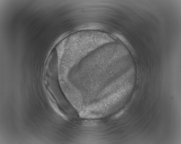 X0000081390850200702090036