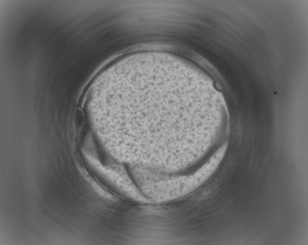 X0000081390852200702090036