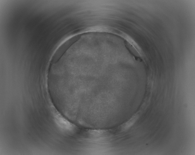 X0000081390854200702090036