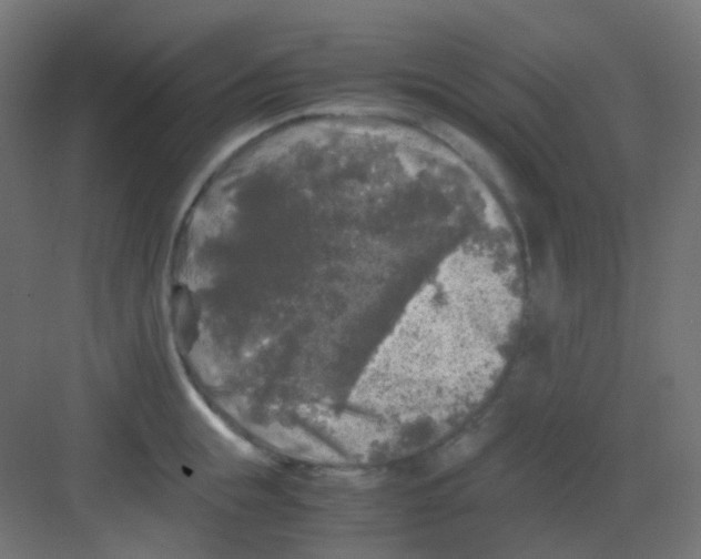 X0000081390855200702090036