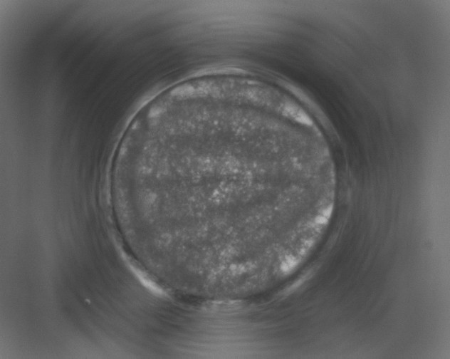 X0000081390858200702090036