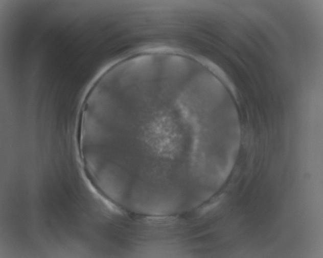 X0000081390863200702090036