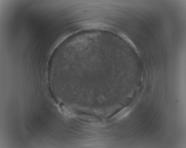 X0000081390877200702090035