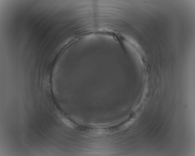 X0000081390881200702090035