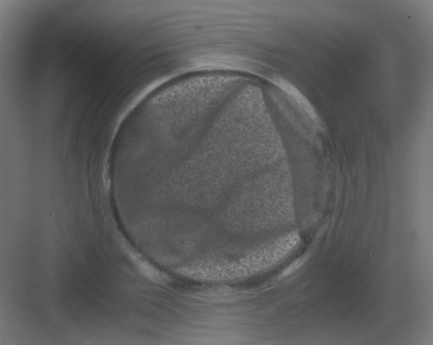 X0000081390885200702090035