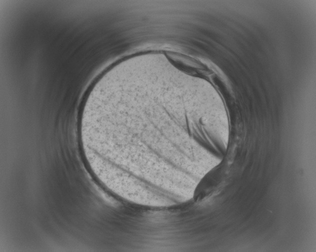 X0000081390894200702090035