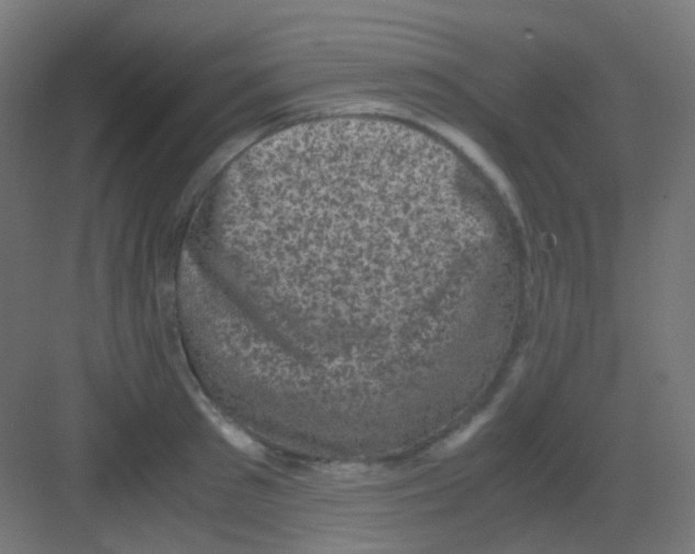 X0000081390897200702090035