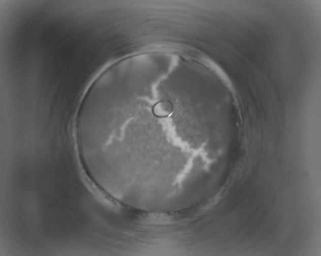 X0000081390907200702090035