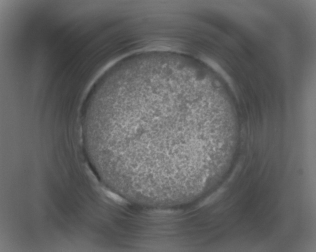 X0000081390925200702090034