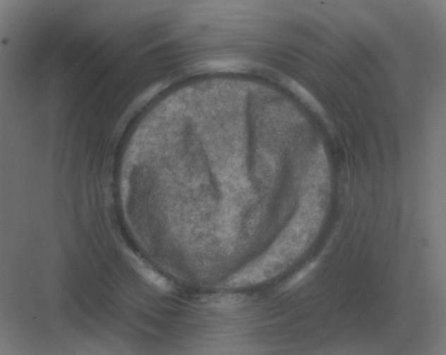 X0000081390930200702090034