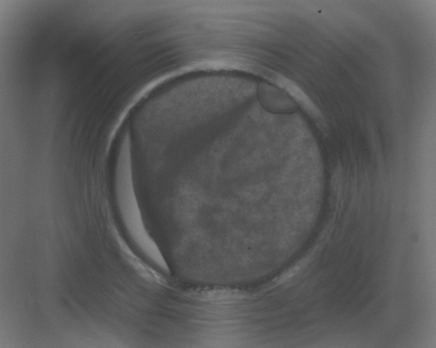 X0000081390934200702090034