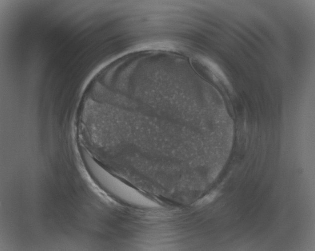 X0000081390944200702090034