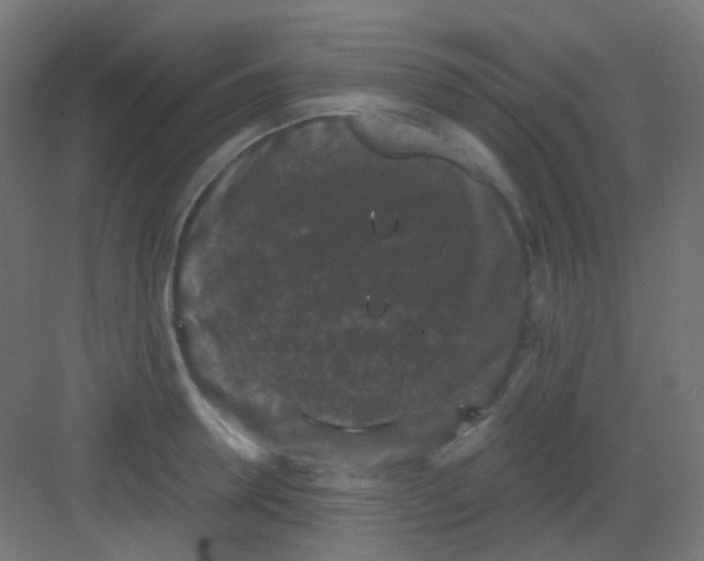 X0000081390946200702090034