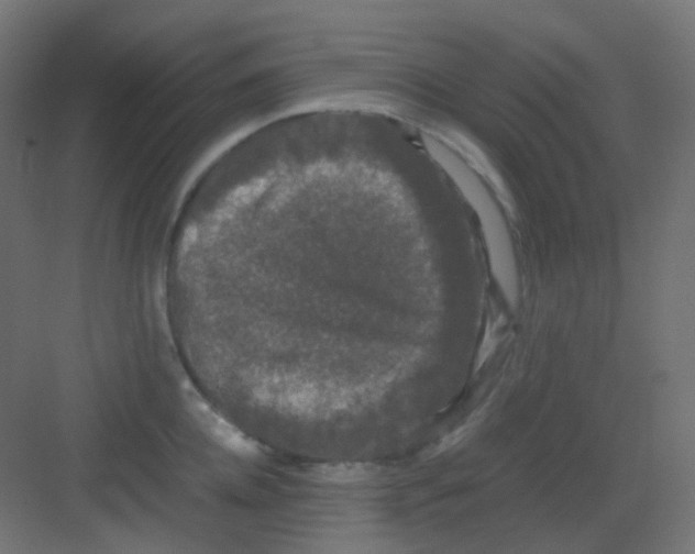 X0000081390952200702090034