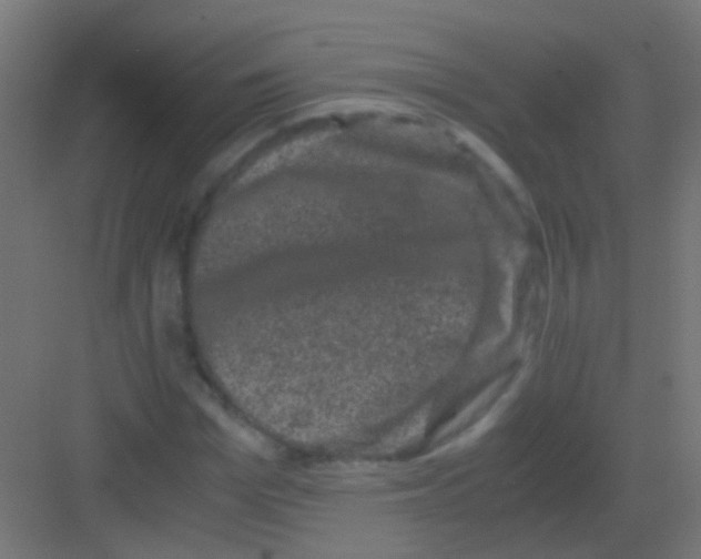 X0000081390969200702090033