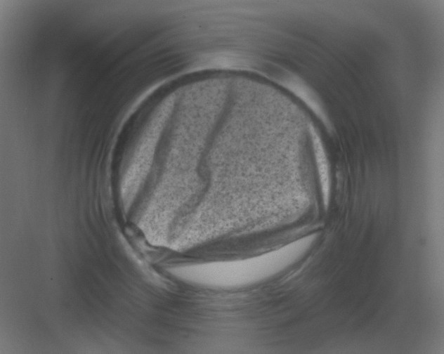 X0000081390972200702090033