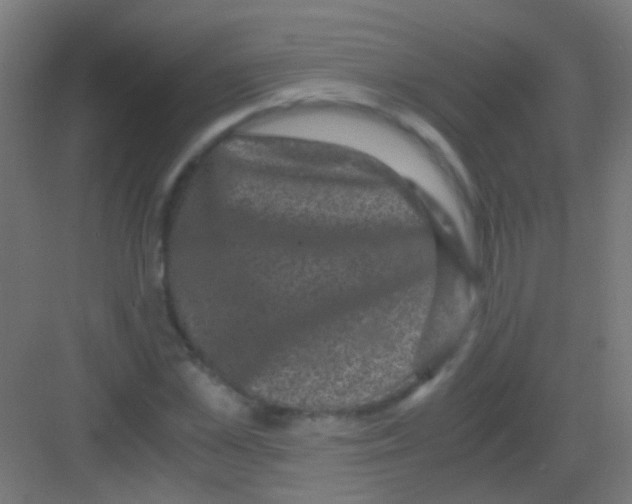 X0000081390973200702090033