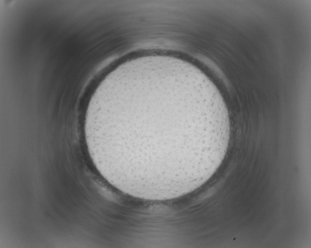 X0000081390974200702090033