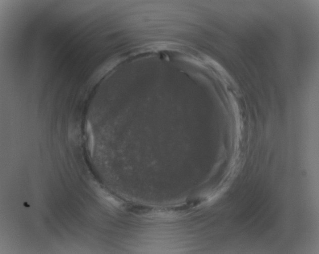 X0000081390977200702090033